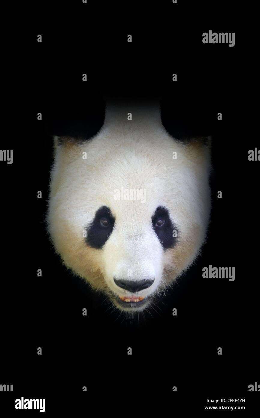 Panda bear, detail portrait. Wildlife scene from Chinese nature. Giant Panda hidden in dark tree in forest. Cute black and white bear with smile. Funn Stock Photo
