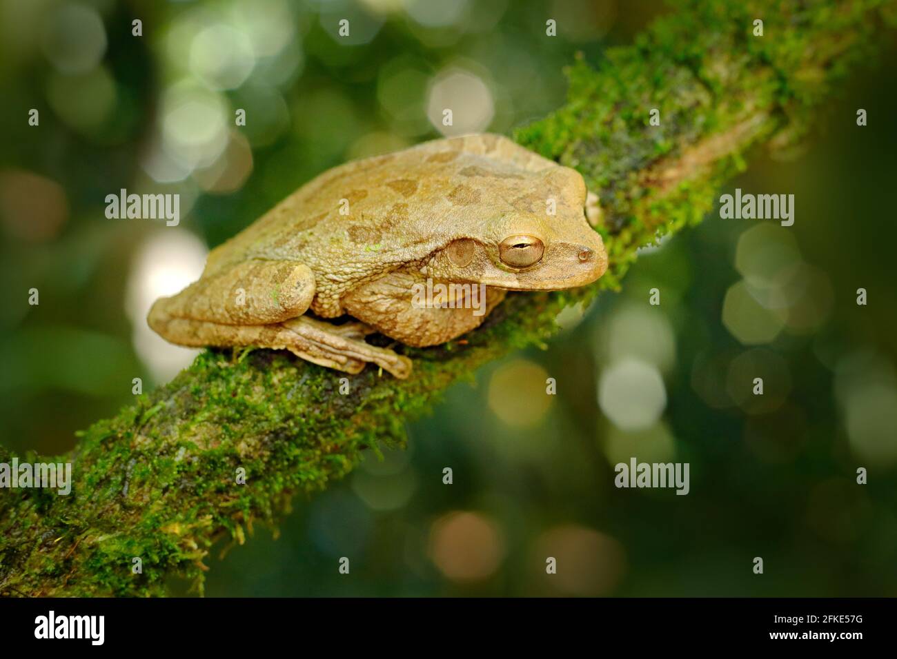Smilisca baudinii, Mexican tree frog, in the gren nature. Exotic tropical green frog from Costa Rica, close-up portrait. Wildlife scene from nature, a Stock Photo