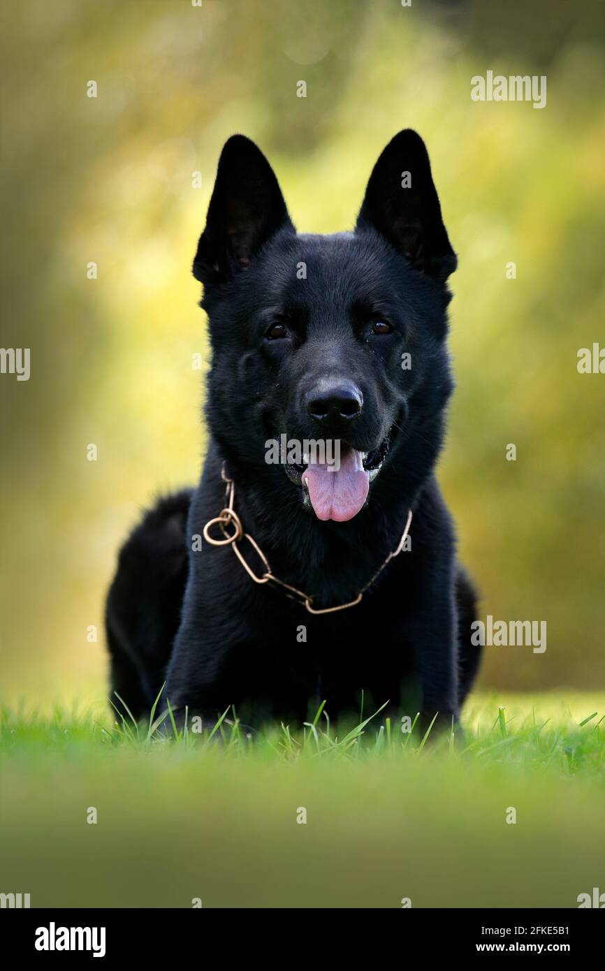 Where Did Black Dog Originated