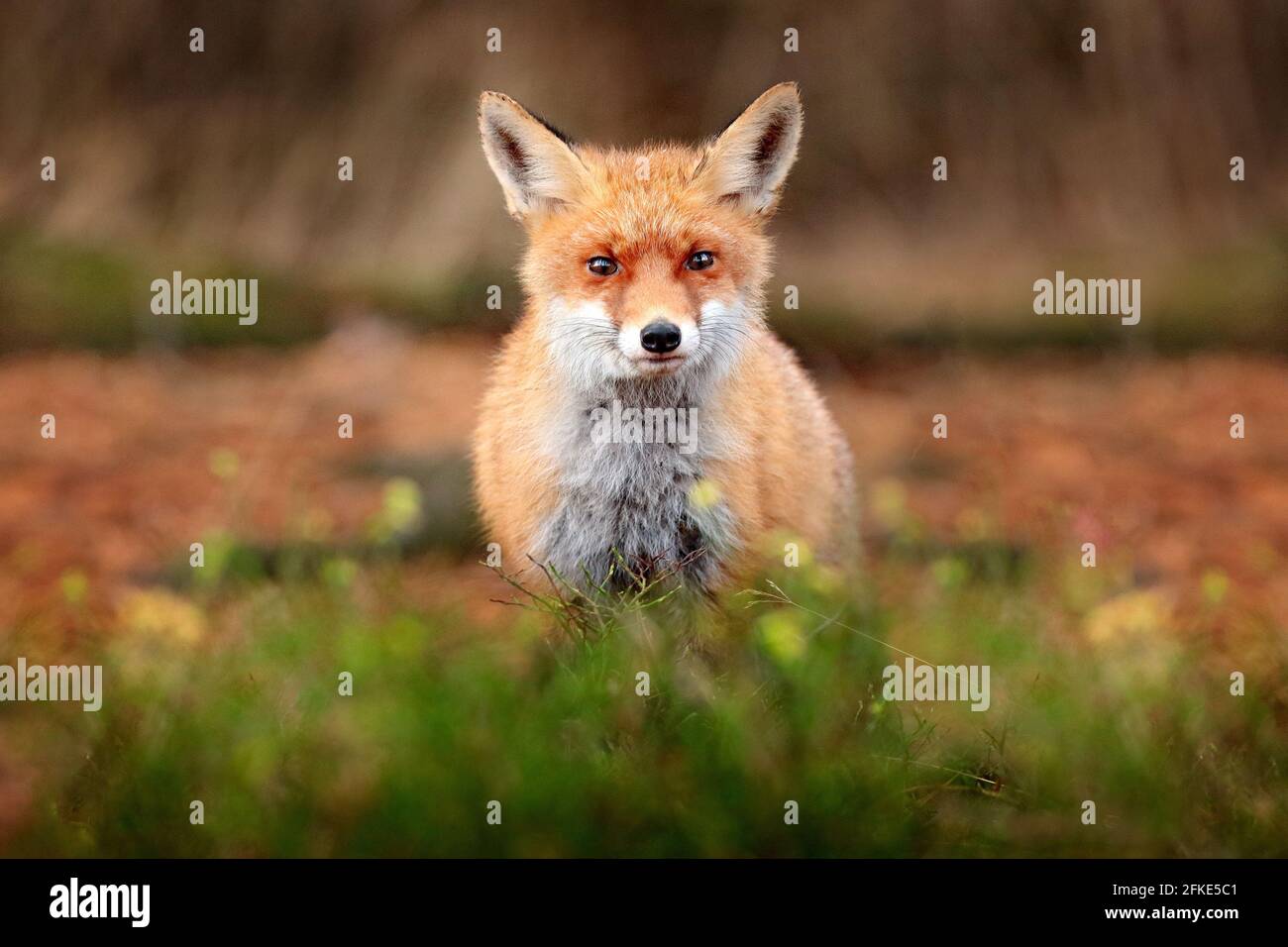 Cute Red Fox, Vulpes vulpes in fall forest. Beautiful animal in the