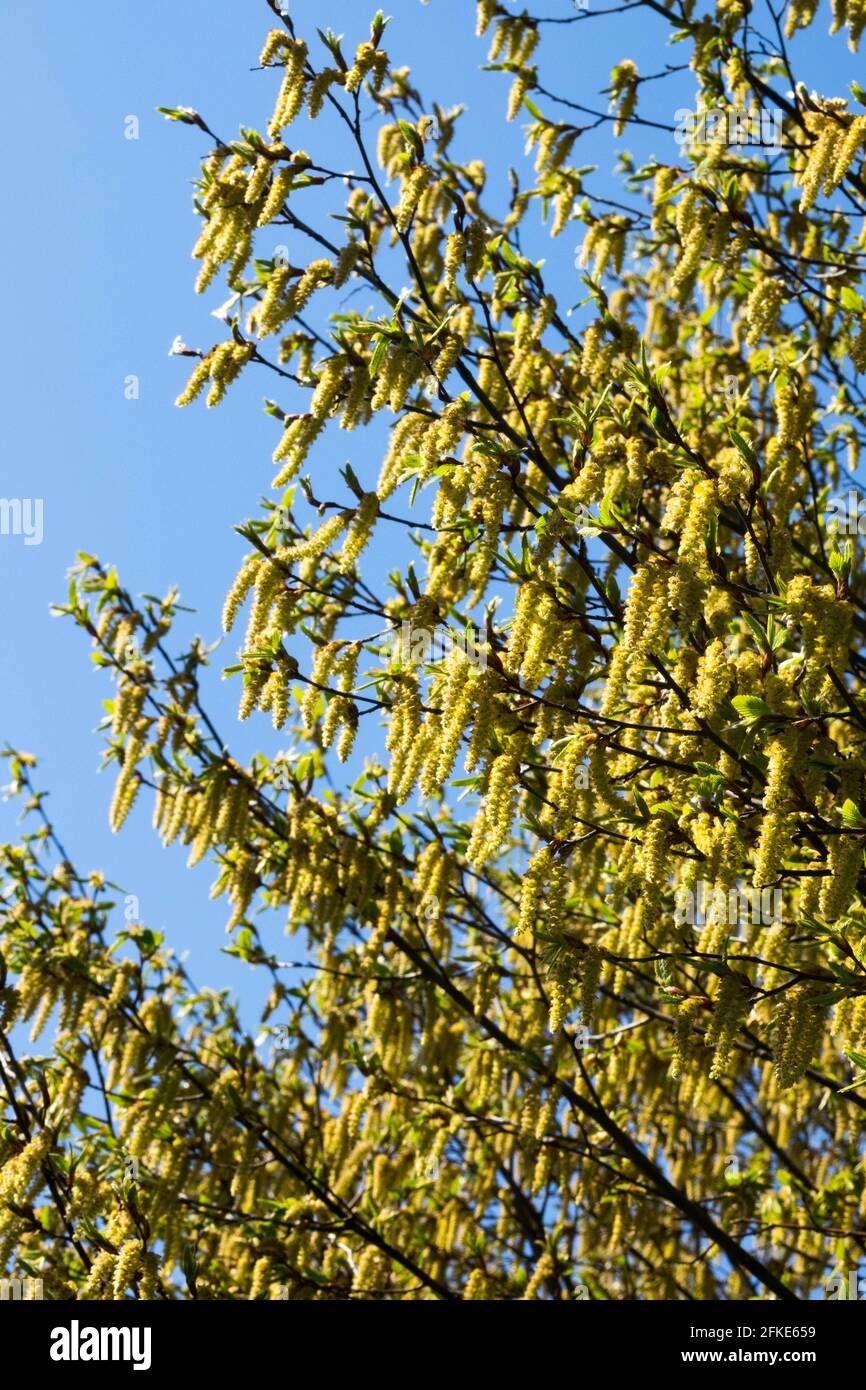 Blooming branches Carpinus betulus fastigiata European hornbeam Stock Photo