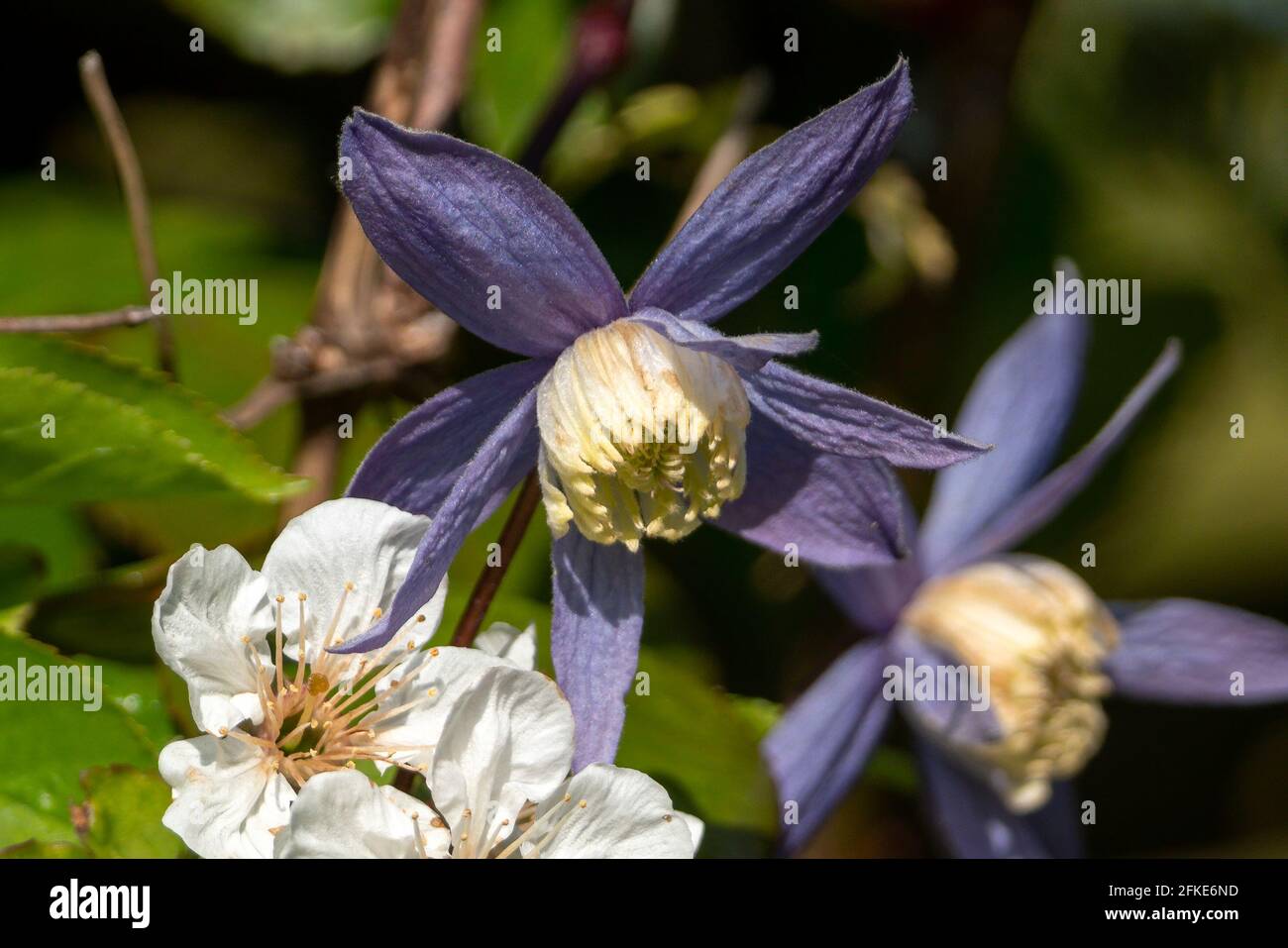 Clematis alpina a spring flowering shrub plant with a blue purple springtime flower which opens from April to May, stock photo image Stock Photo