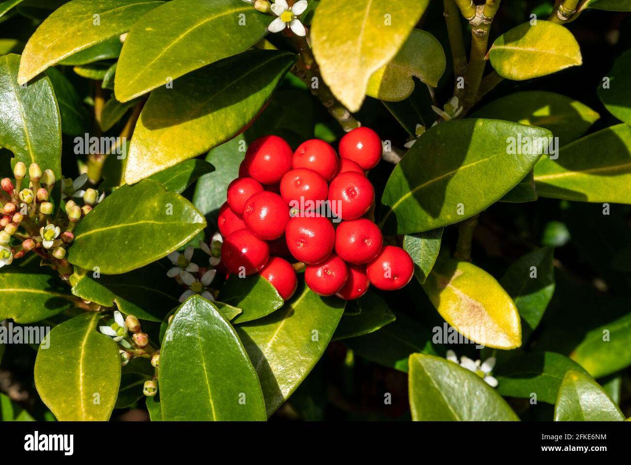 Skimmia japonica subsp reevesiana a spring flower shrub plant with red springtime berries, stock photo image Stock Photo