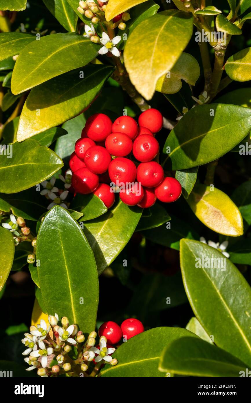 Skimmia japonica subsp reevesiana a spring flower shrub plant with red springtime berries, stock photo image Stock Photo