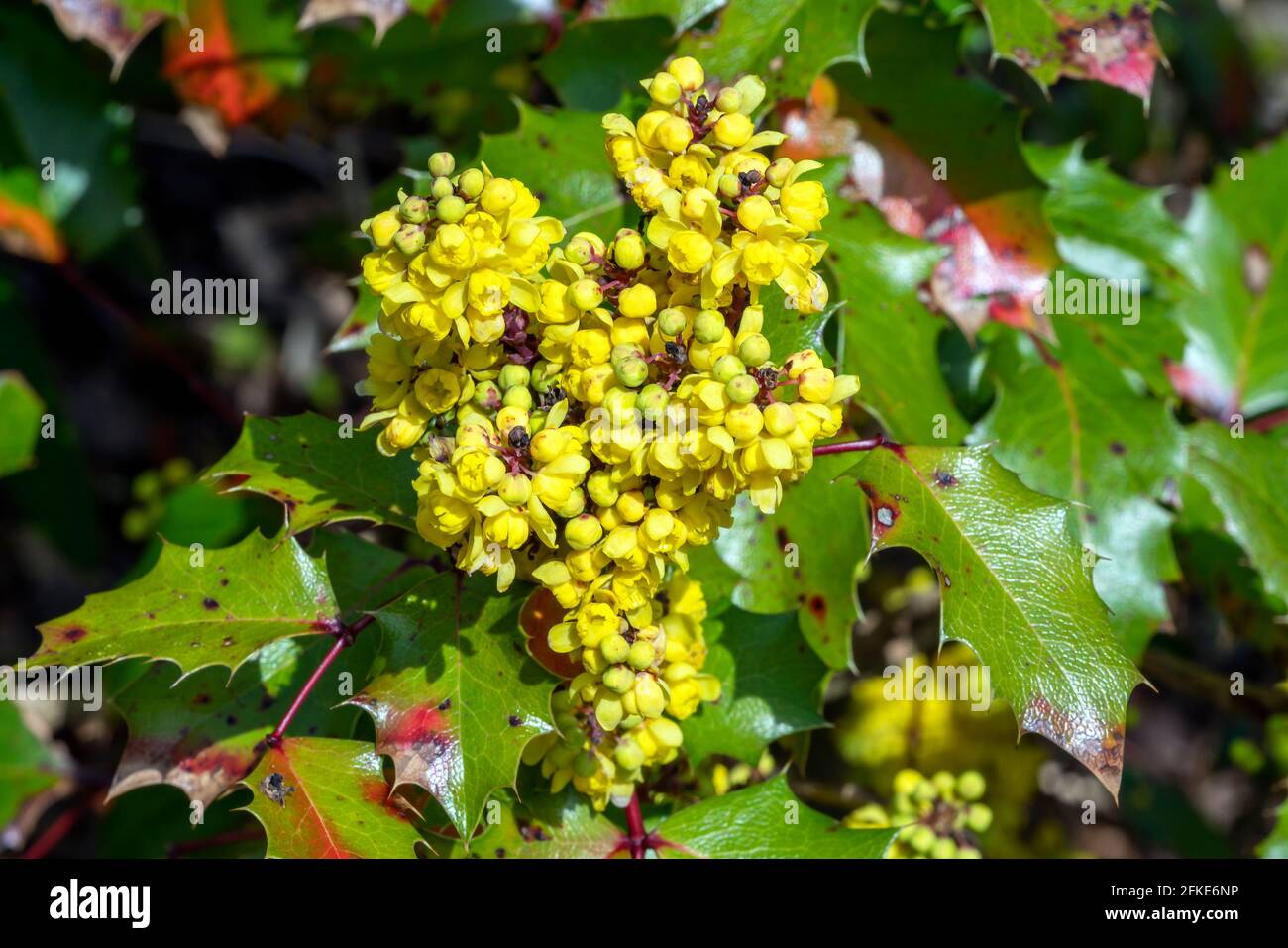 Mahonia (Berberis aquifolium) 'Golden Abundance' a hybrid flower plant also known as Oregon grape which is an evergreen garden shrub native of Asia, s Stock Photo