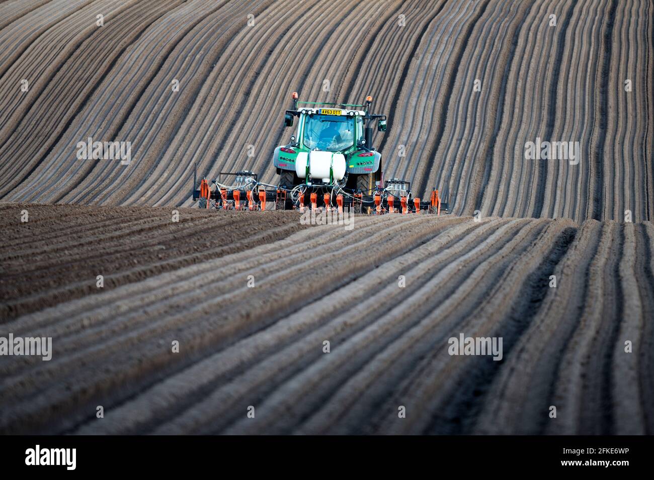 Carrots crop being swen Butley Suffolk UK Stock Photo