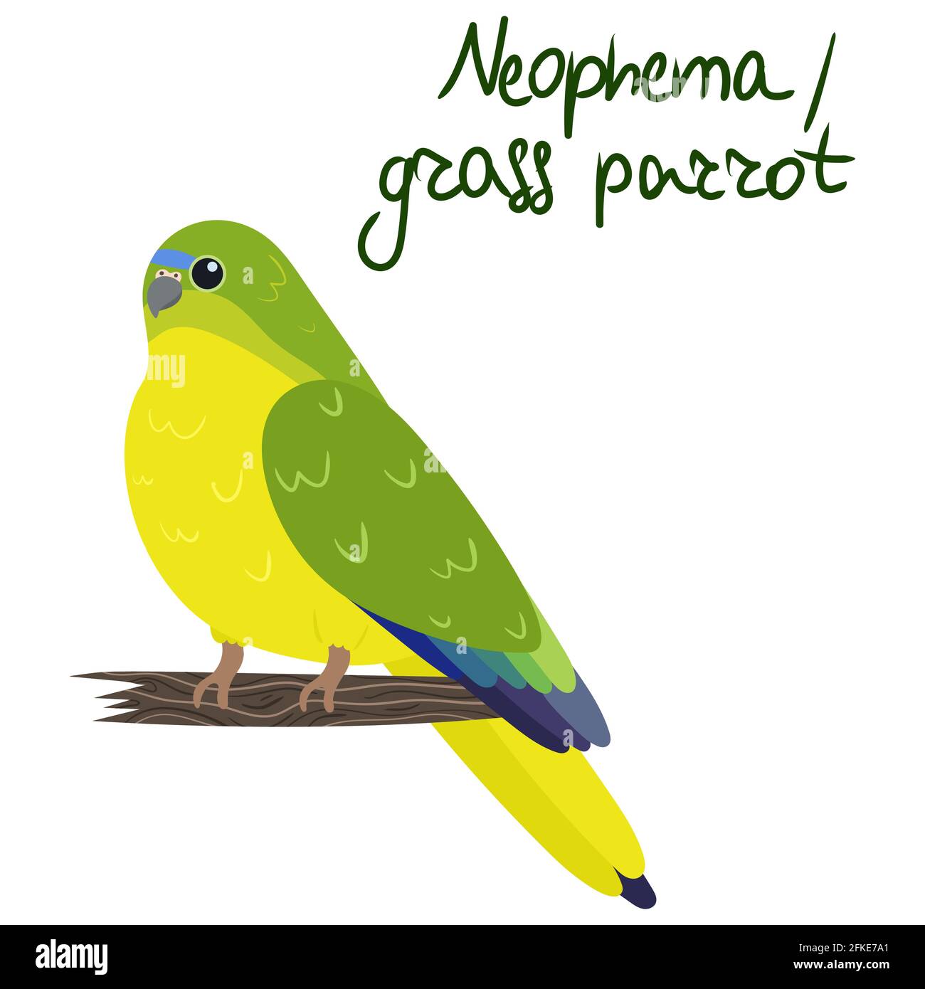 Neophema or grass parrot in cartoon style on white background. Vector hand drawn illustration. Stock Vector