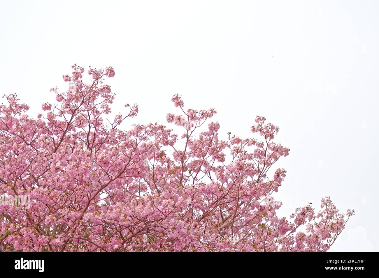 Pink trumpet tree with copy space, sakura like flower bloom yearly in thailand Stock Photo