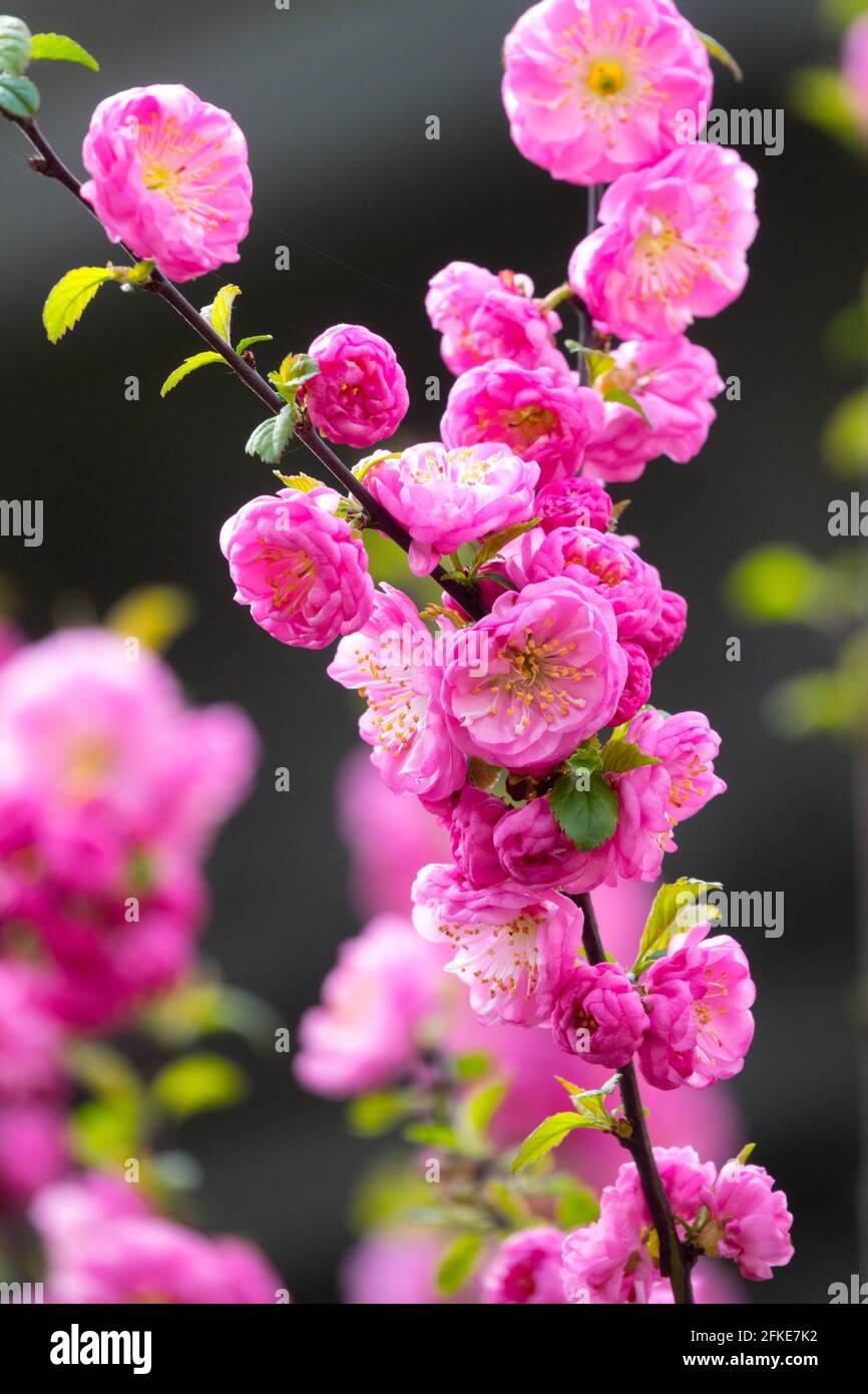 Prunus triloba tree Flowering almond pink Spring flowering cherry tree Stock Photo