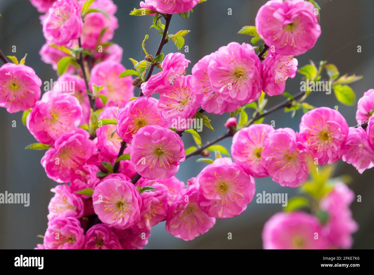 Pink Prunus triloba flowering shrub Flowering almond blooming Stock Photo