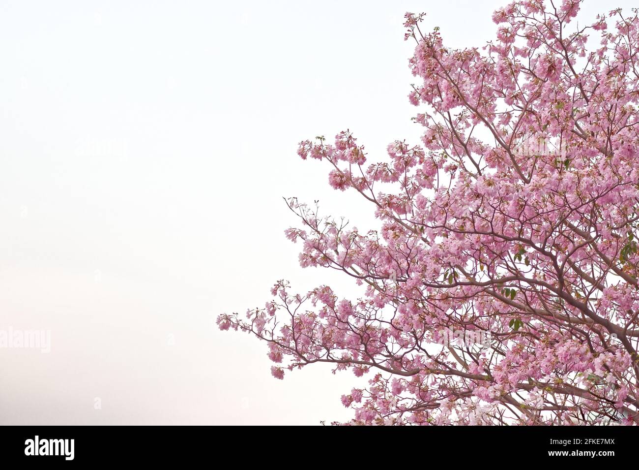 Pink trumpet tree with copy space, sakura like flower bloom yearly in thailand Stock Photo