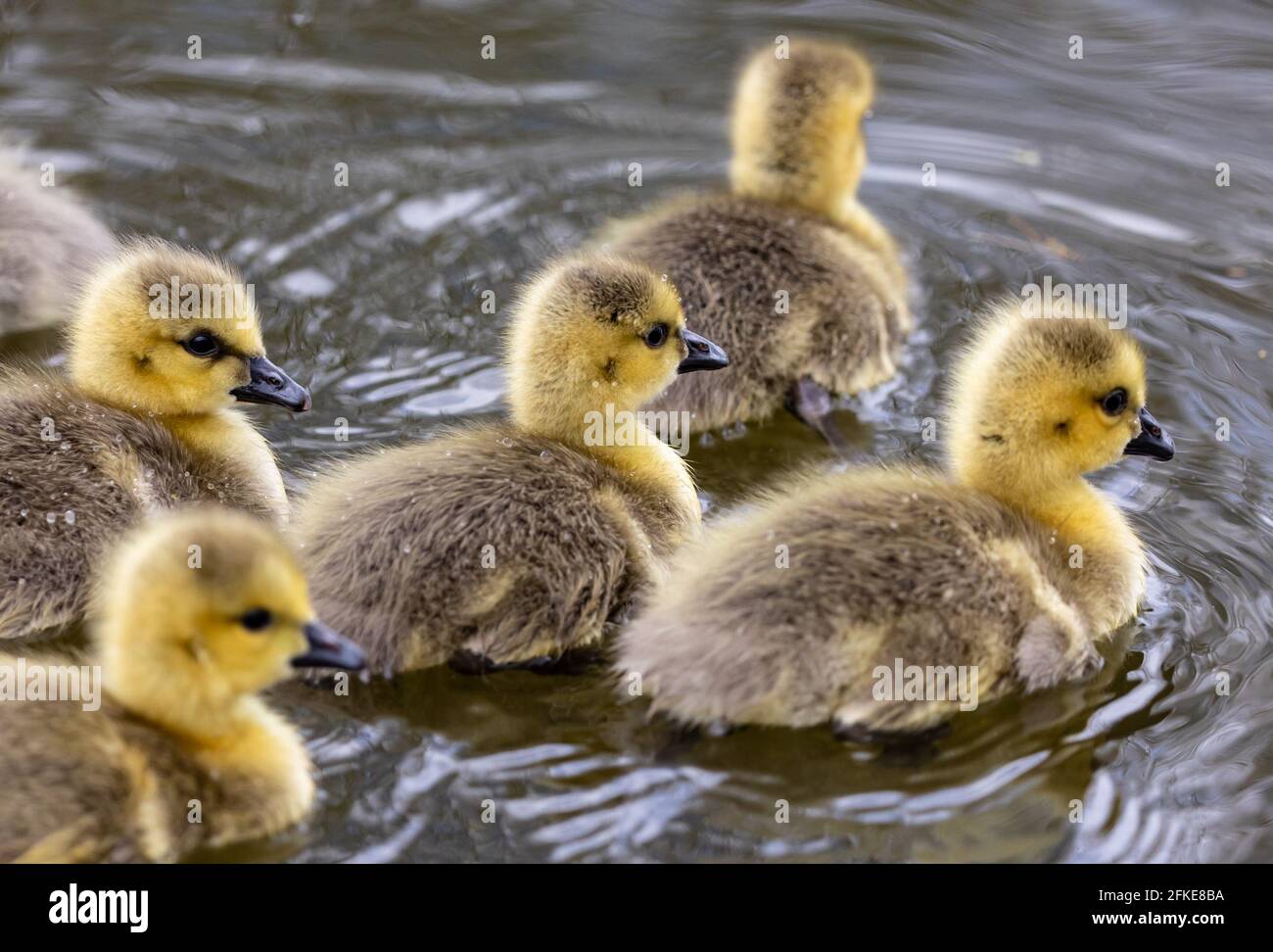 Group of ducklings in a pond Stock Photo Alamy