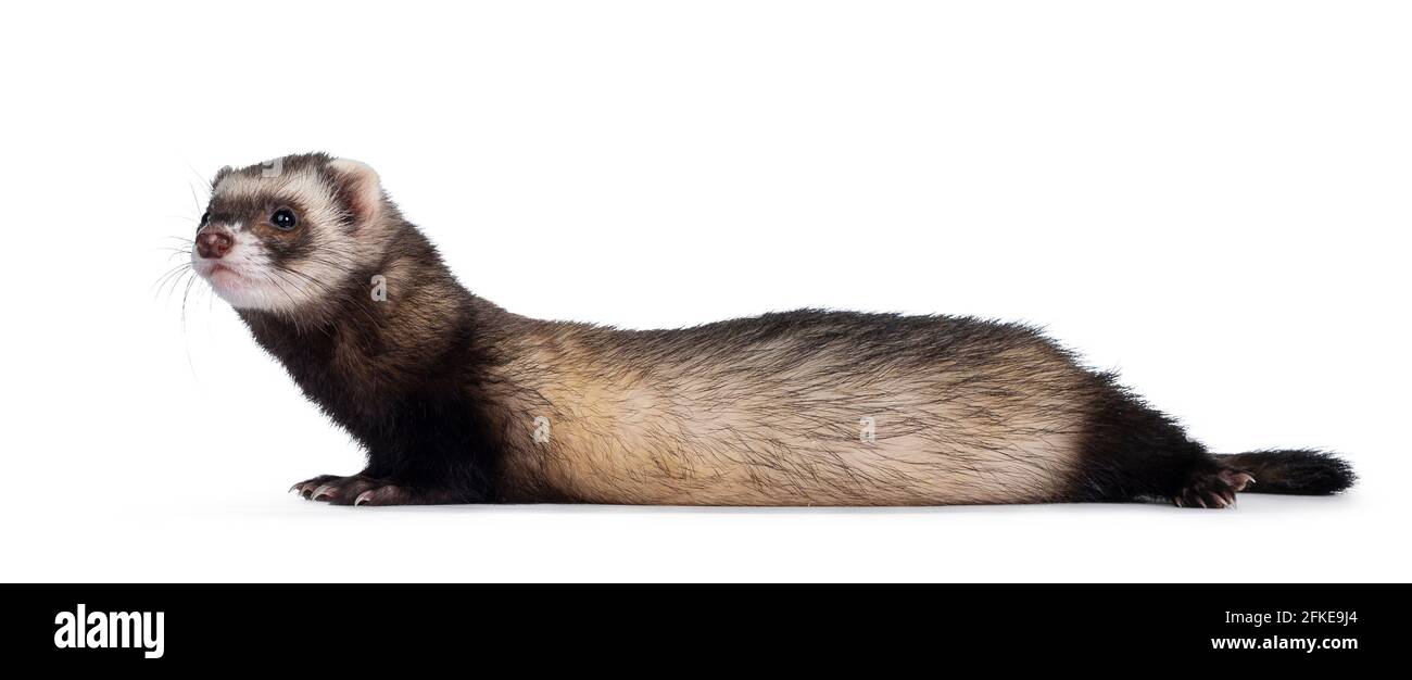 Cute young ferret laying down side ways, looking to the side. Isolated on a white background. Stock Photo