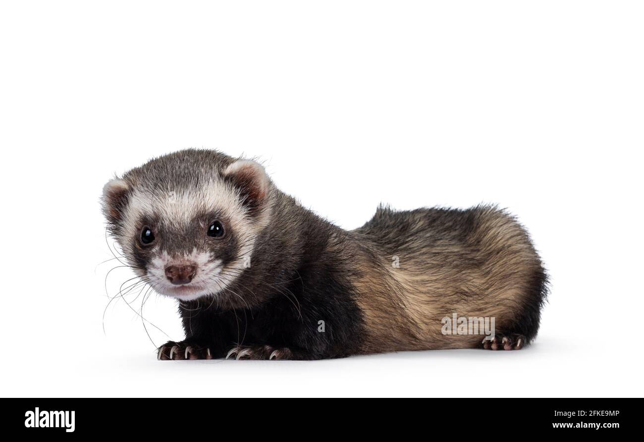 Cute young ferret laying down side ways, looking to camera. Isolated on a white background. Stock Photo