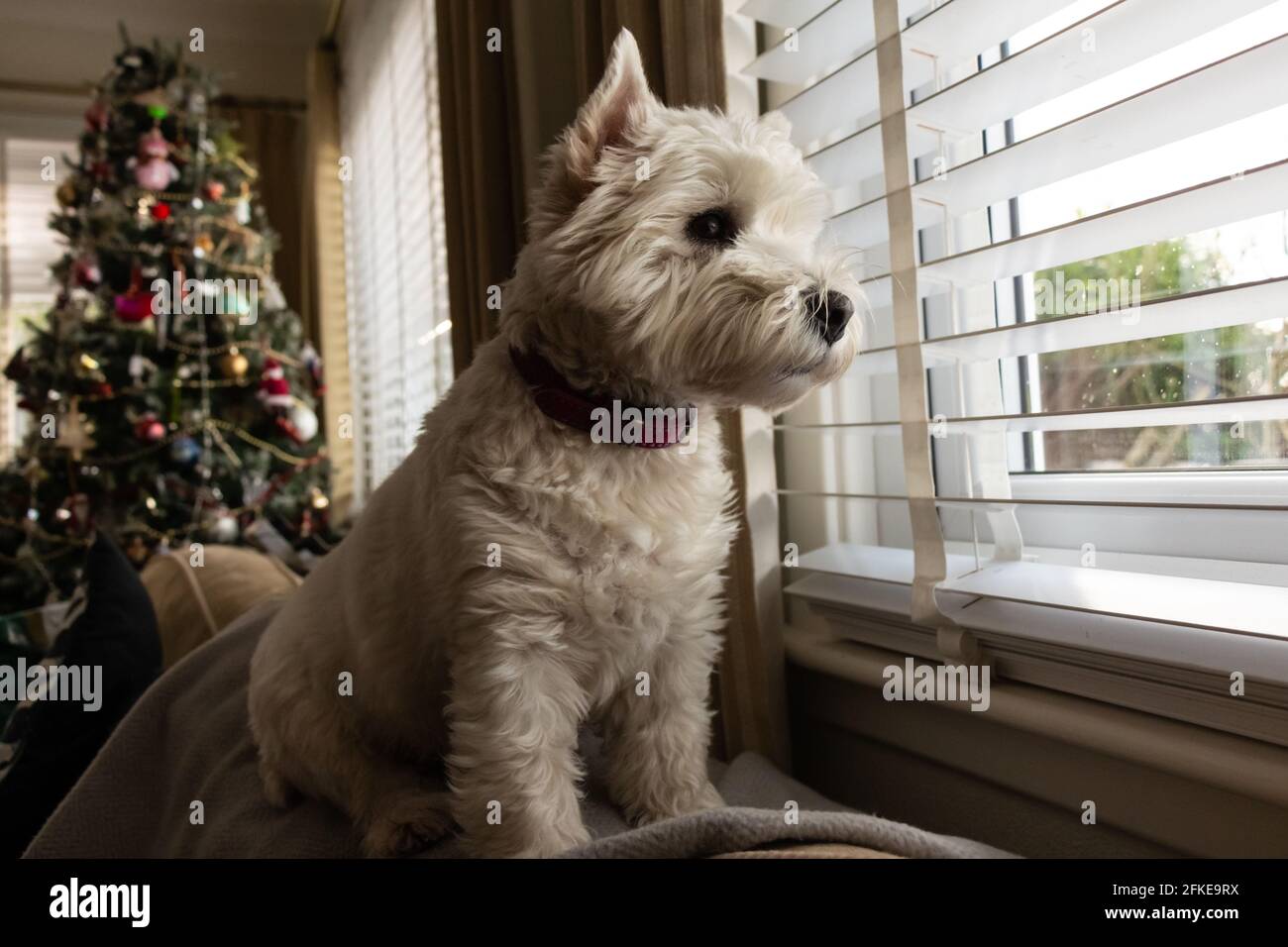 A cute white west highland terrier dog looking out of a window with a christmas tree in the background Stock Photo