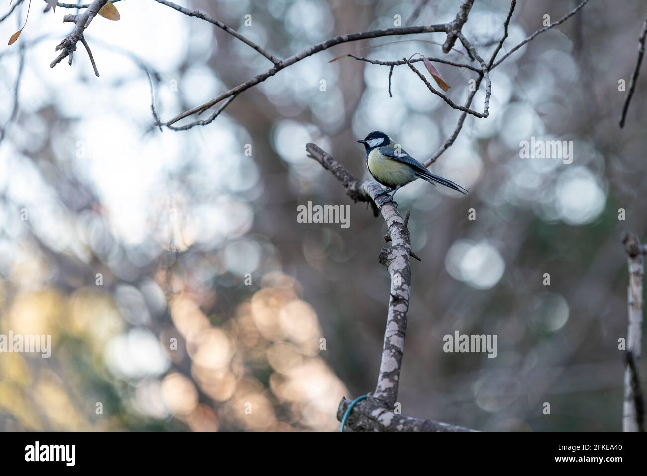 Titmouse on the branch. bird titmouse with a yellow belly Stock Photo