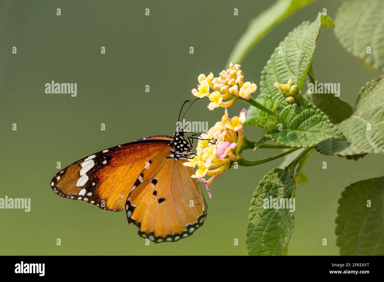 Closeup shot of a little butterfly sitting on a wildflower Stock Photo ...