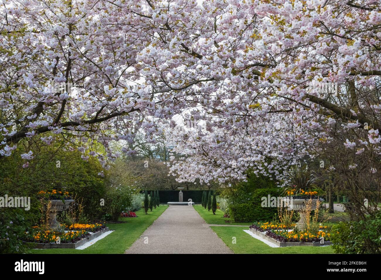 England, London, Regent's Park, Avenue Gardens, Cherry Blossom Trees in