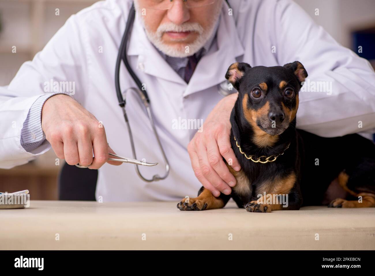 Old vet doctor examining dog in the clinic Stock Photo