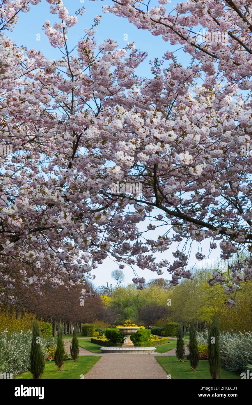 England, London, Regent's Park, Avenue Gardens, Cherry Blossom Trees in