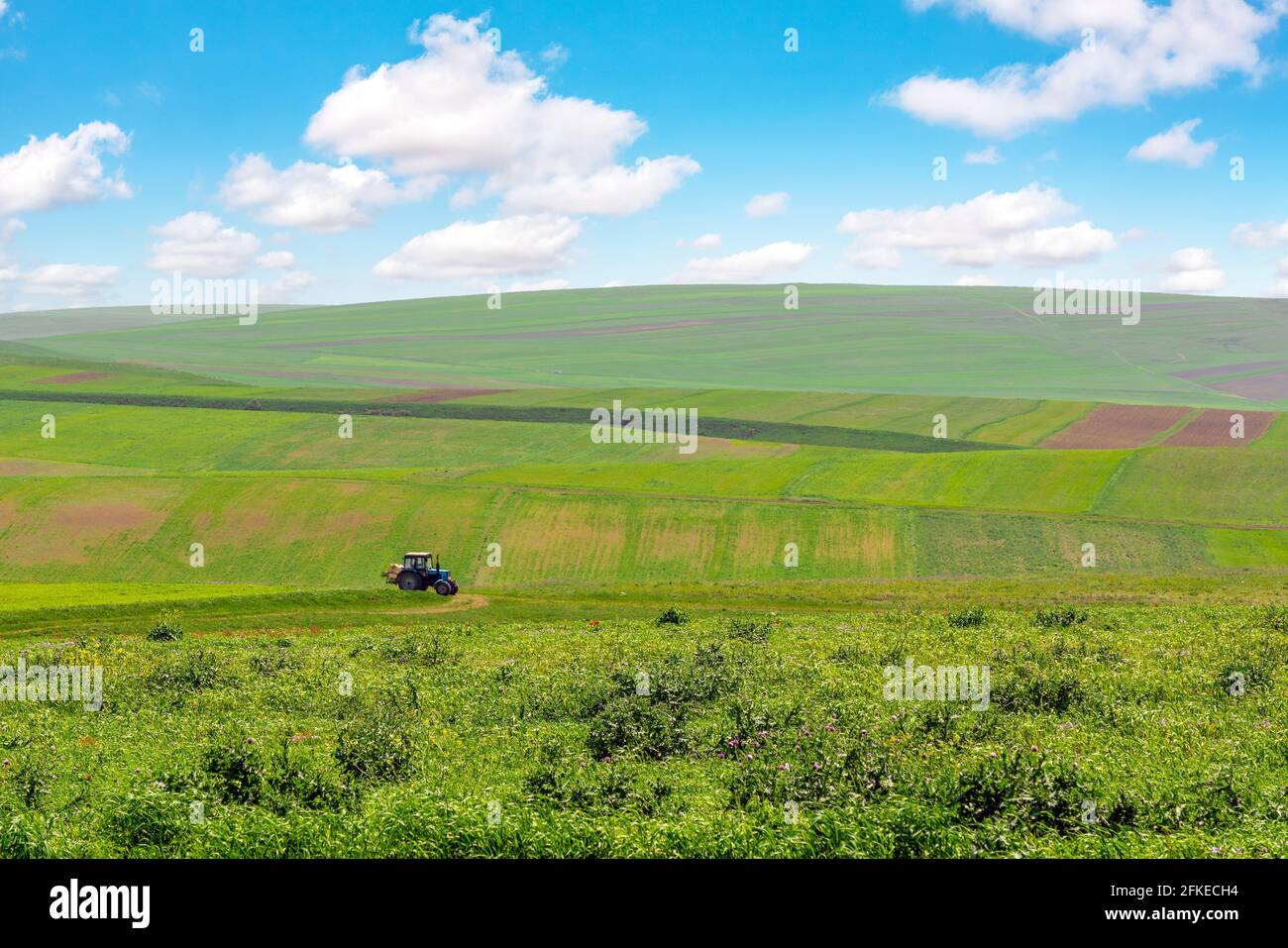 Cultivated green farm fields with blue sky and clouds Stock Photo - Alamy