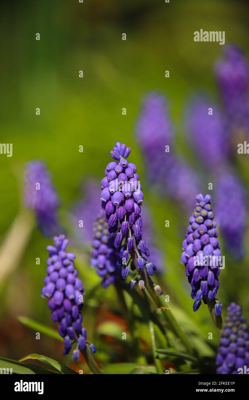 Grape hyacinths growing in the garden Stock Photo Alamy