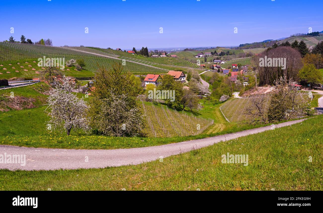 Vineyard Of Sasbachwalden Hi res Stock Photography And Images Alamy vineyard-of-sasbachwalden-hi-res-stock-photography-and-images-alamy