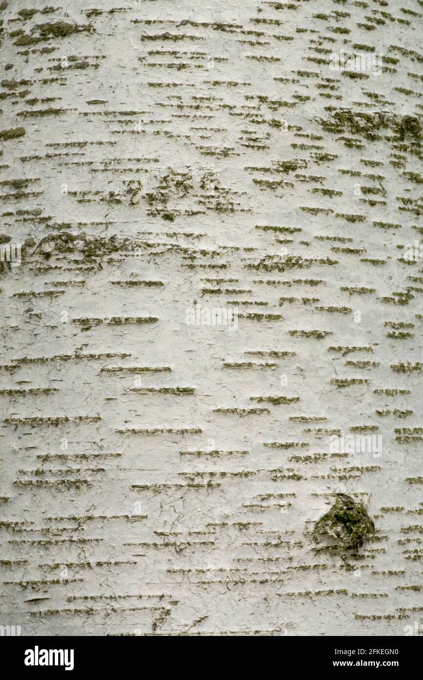 Betula pendula bark Silver birch Stock Photo