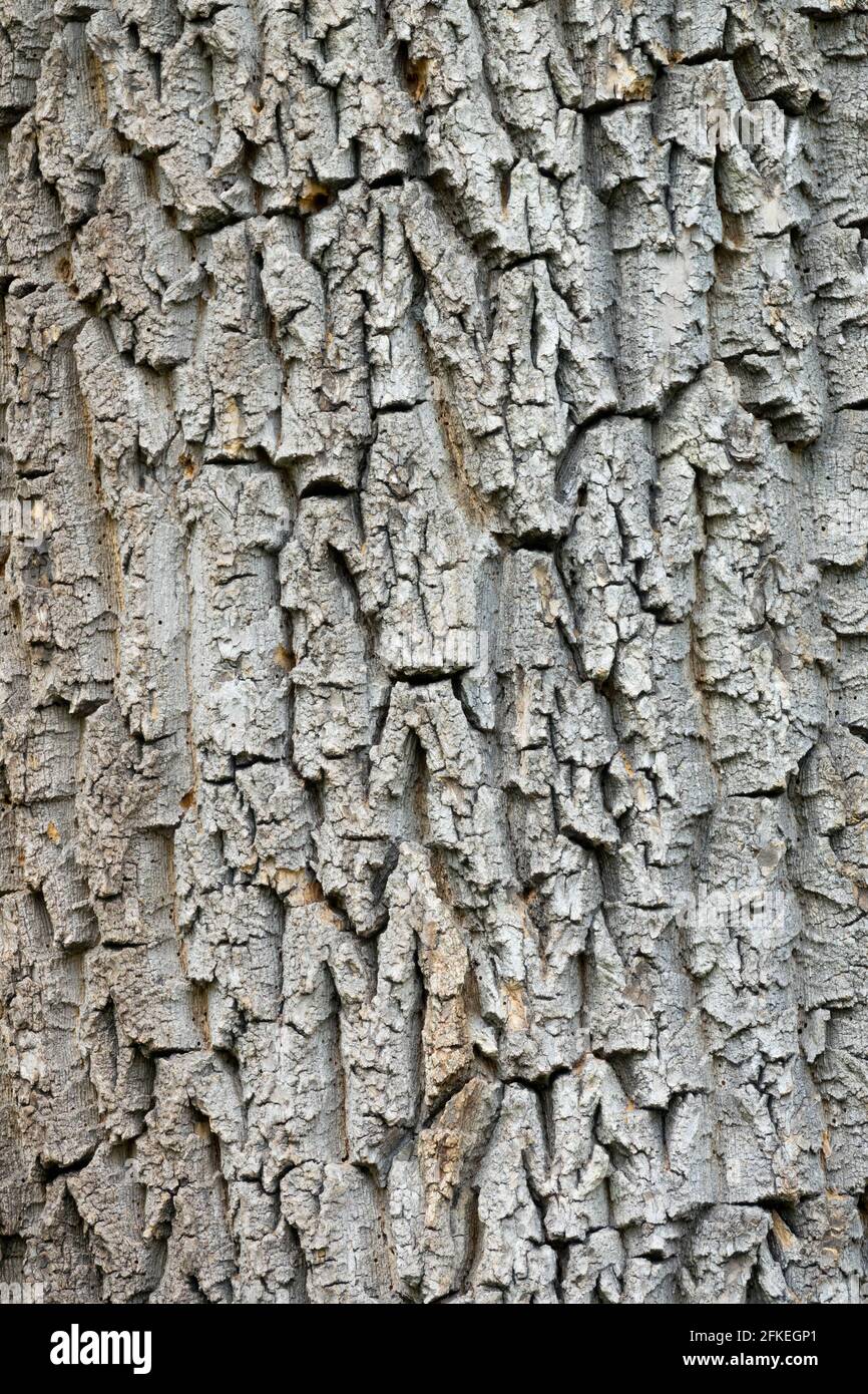 Ulmus laevis bark, European white elm, fluttering elm, spreading elm, stately elm Stock Photo