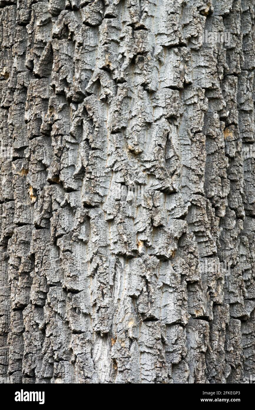 European white elm, fluttering elm, spreading elm, stately elm Ulmus laevis bark Stock Photo