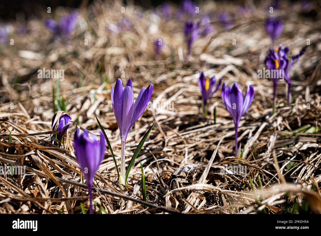 Blooming crocus flowers in Big Fatra mountains, Slovak republic. Springtime natural scene. Stock Photo