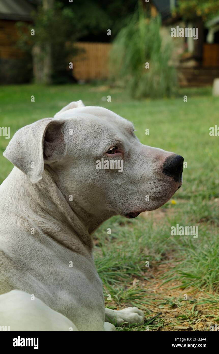 dog resting on the grass, dogo argentino lying down, with copy space. Argentine white doge with the bearing of a large canine Stock Photo