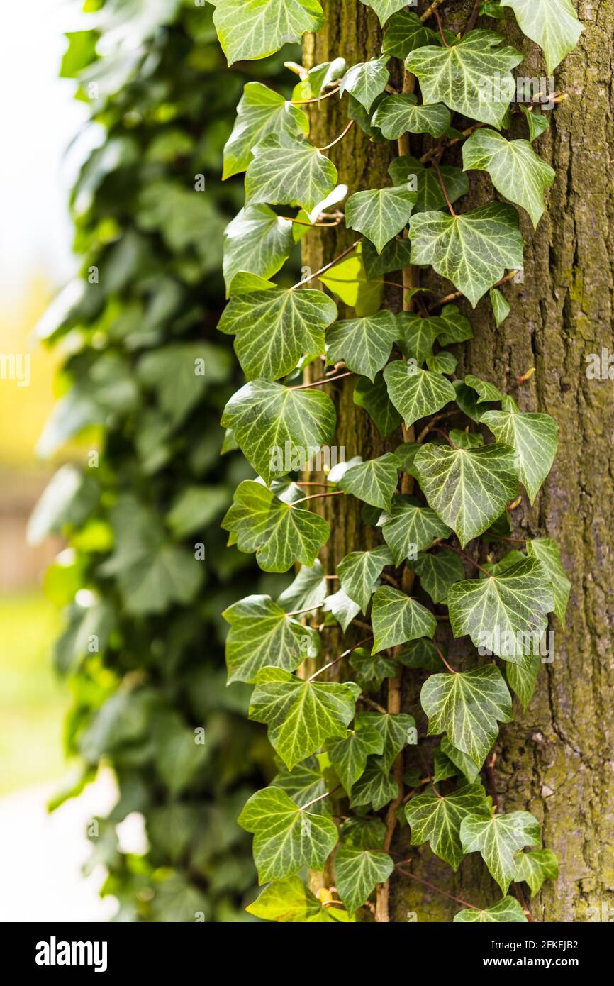Vertical shot of hedera helix ivy plant over a tree trunk Stock Photo