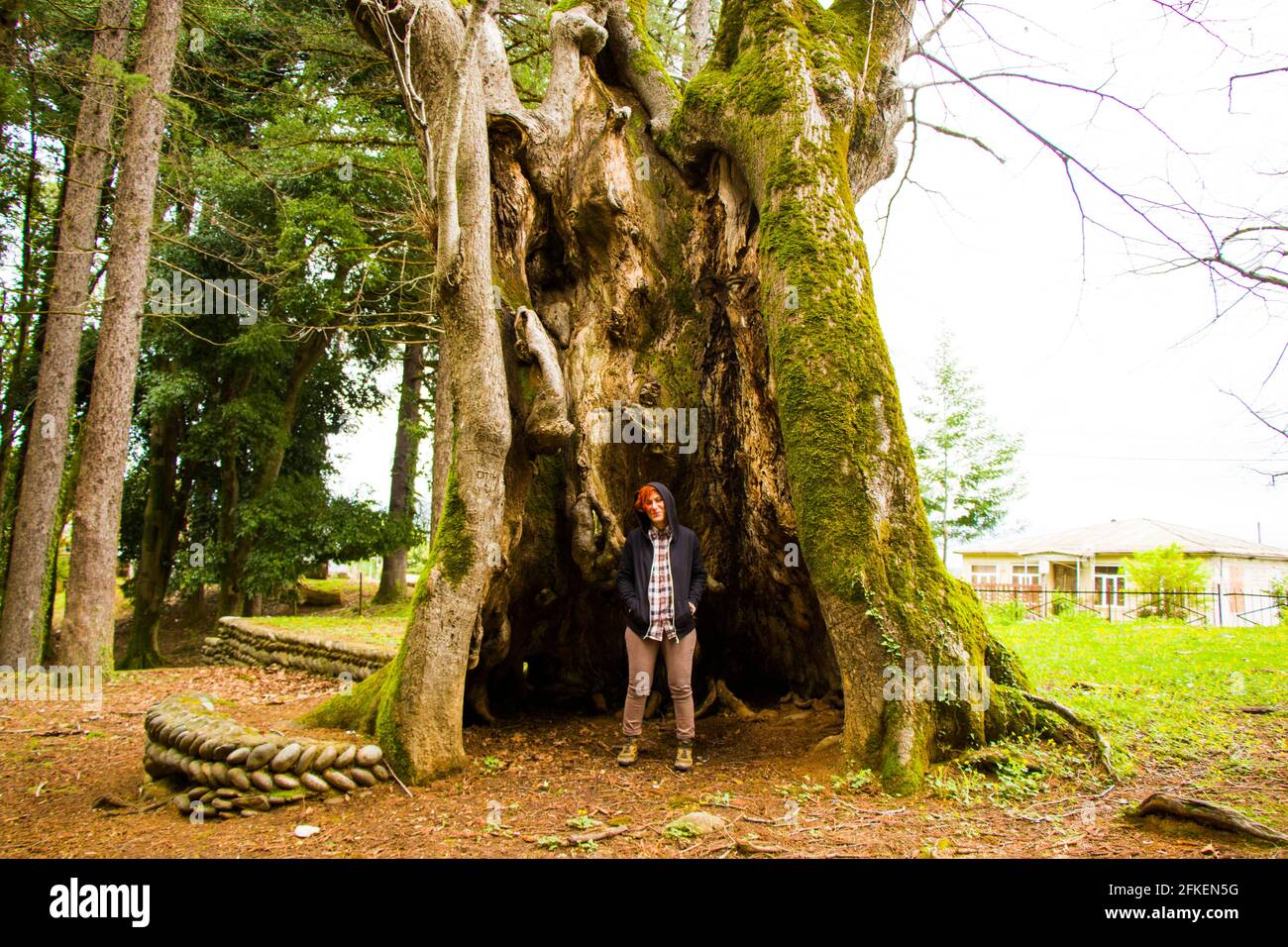 Thousand year old Linden tree, old and big tree Stock Photo