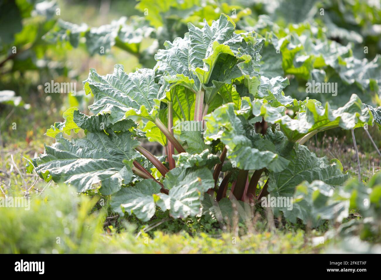 Rheum rhabarbarum, rhubarb plant in a field Stock Photo
