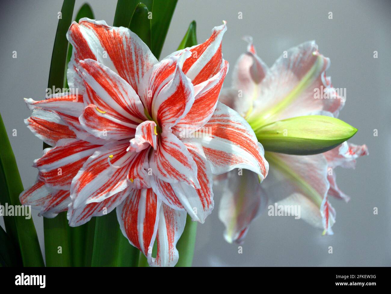 Pink and White Striped Double Flower Hippeastrum 'Dancing Queen' (Amaryllis) Houseplant in Vase, Stock Photo