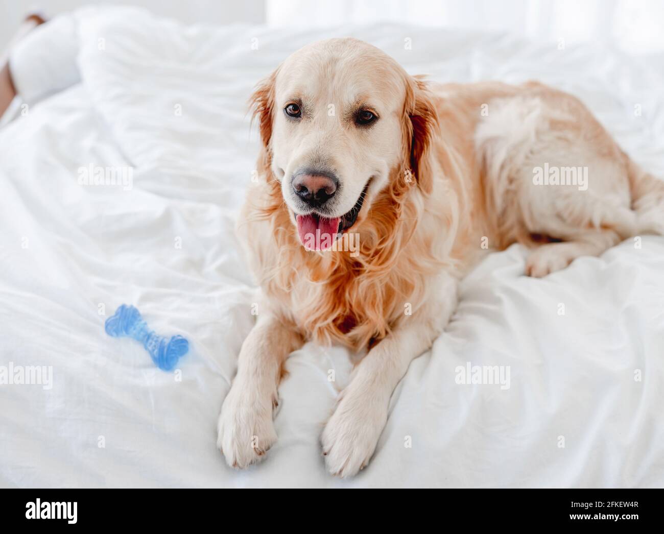 Golden retriever dog in the bed Stock Photo - Alamy