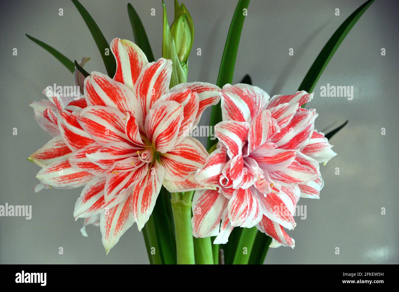 Dancing flower pink hi-res stock photography and images - Page 2 - Alamy
