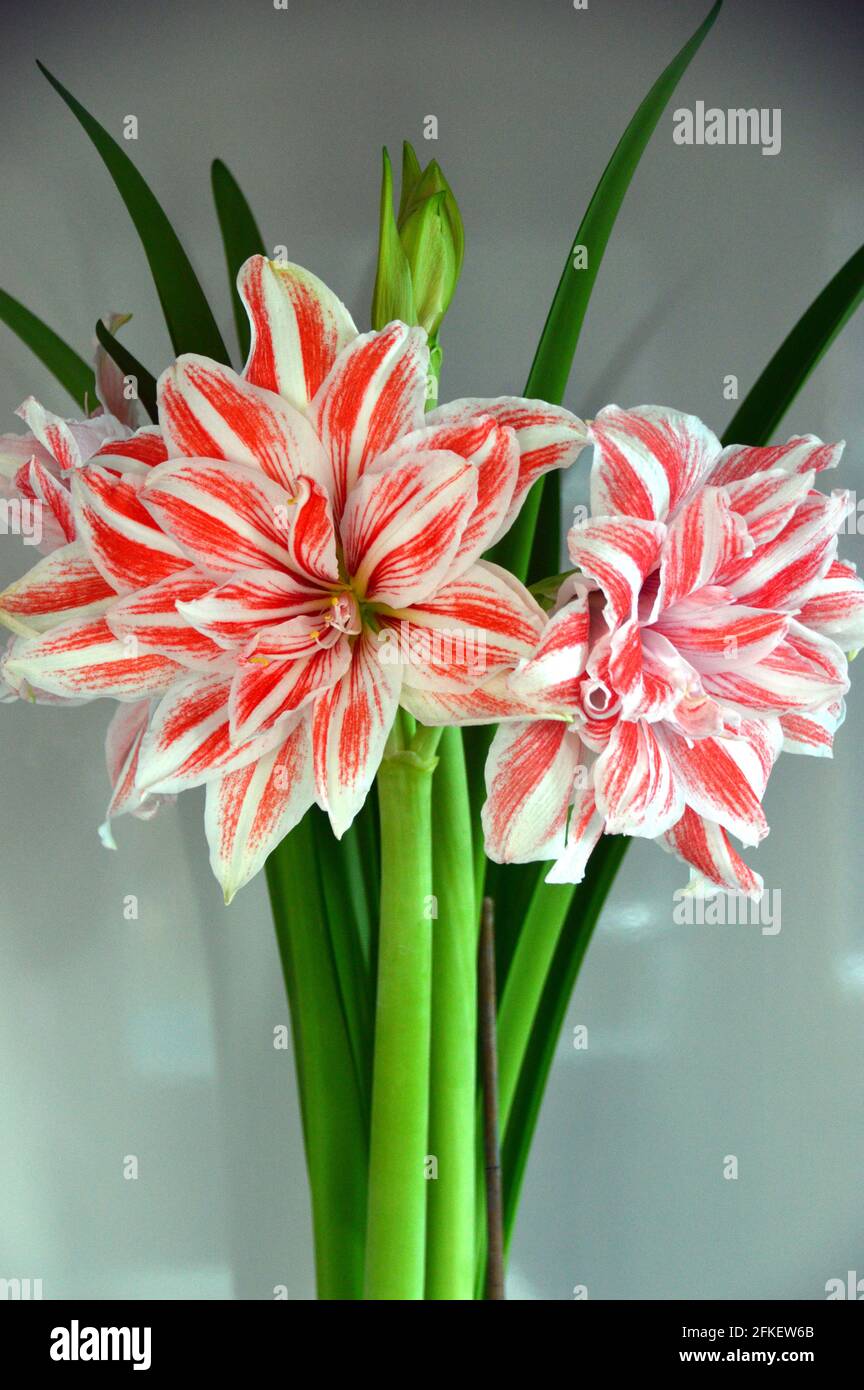 Pink and White Striped Double Flower Hippeastrum 'Dancing Queen' (Amaryllis) Houseplant in Vase, Stock Photo