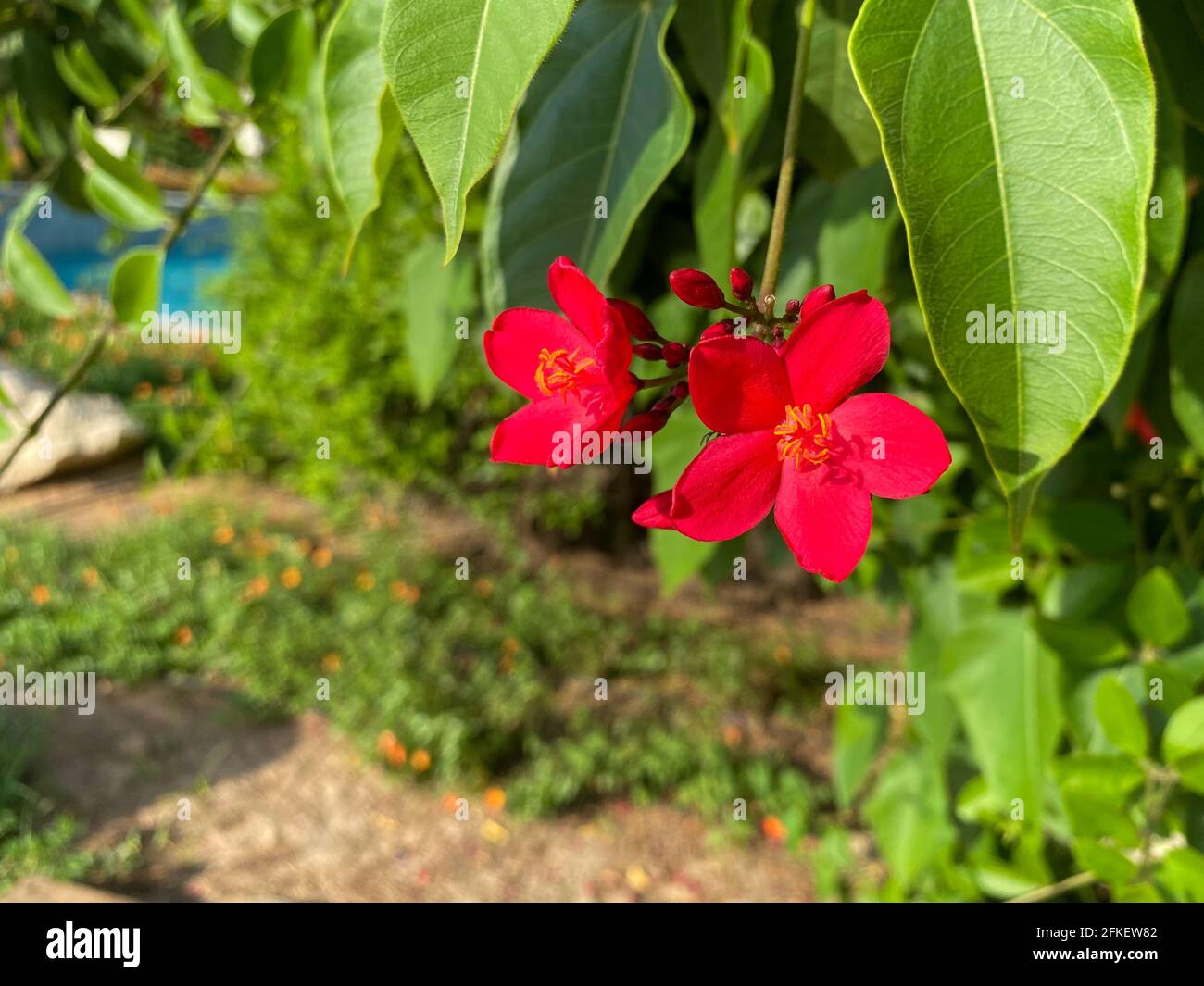 Pair of Jatropha integerrima, commonly known as peregrina or spicy jatropha a vibrant red flower showing off pollen in the sunshine. Stock Photo