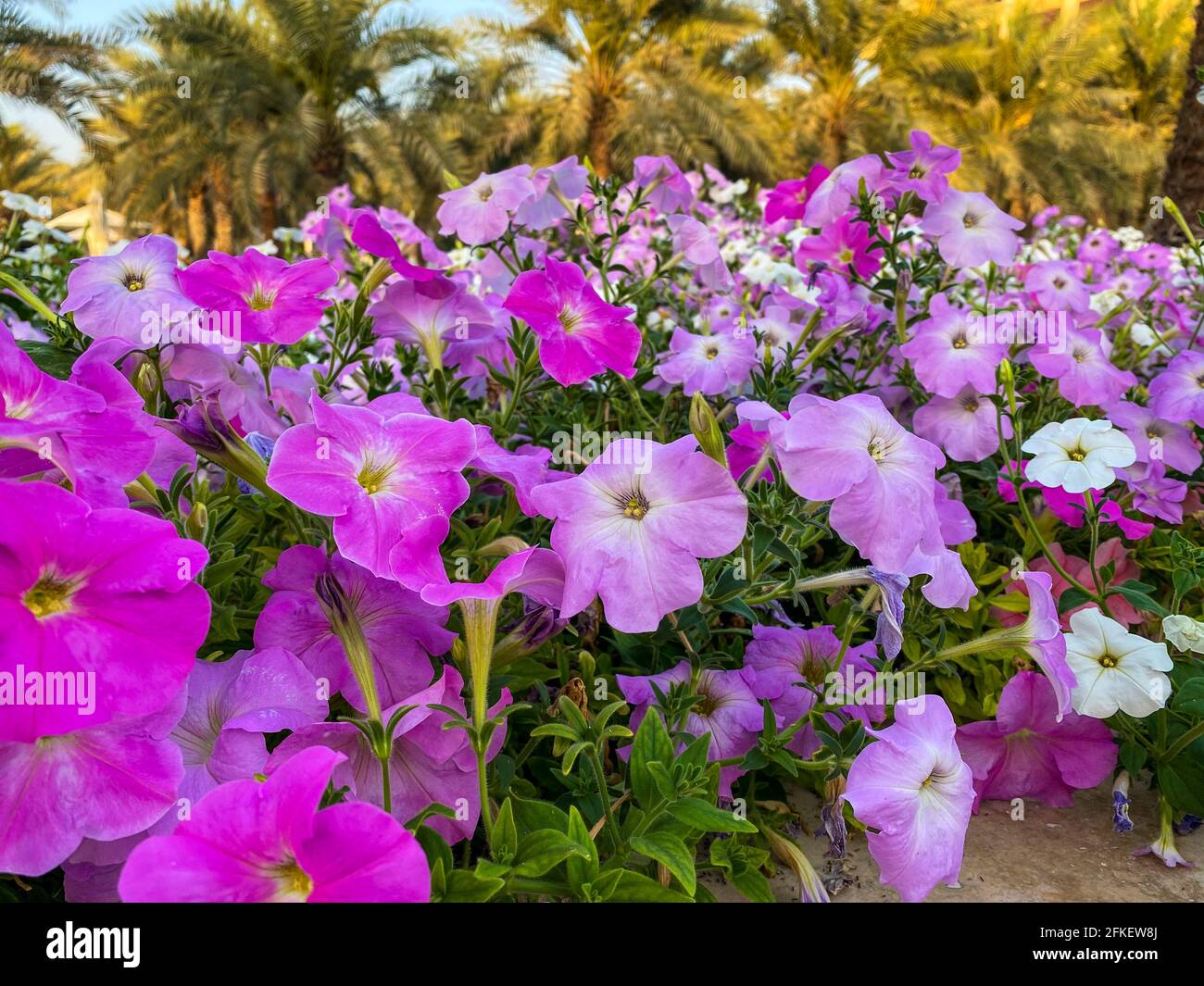 Purple and Pink misty lilac spreading petunia (Petunia hybrida) flowers on a beautiful sunny day. Stock Photo