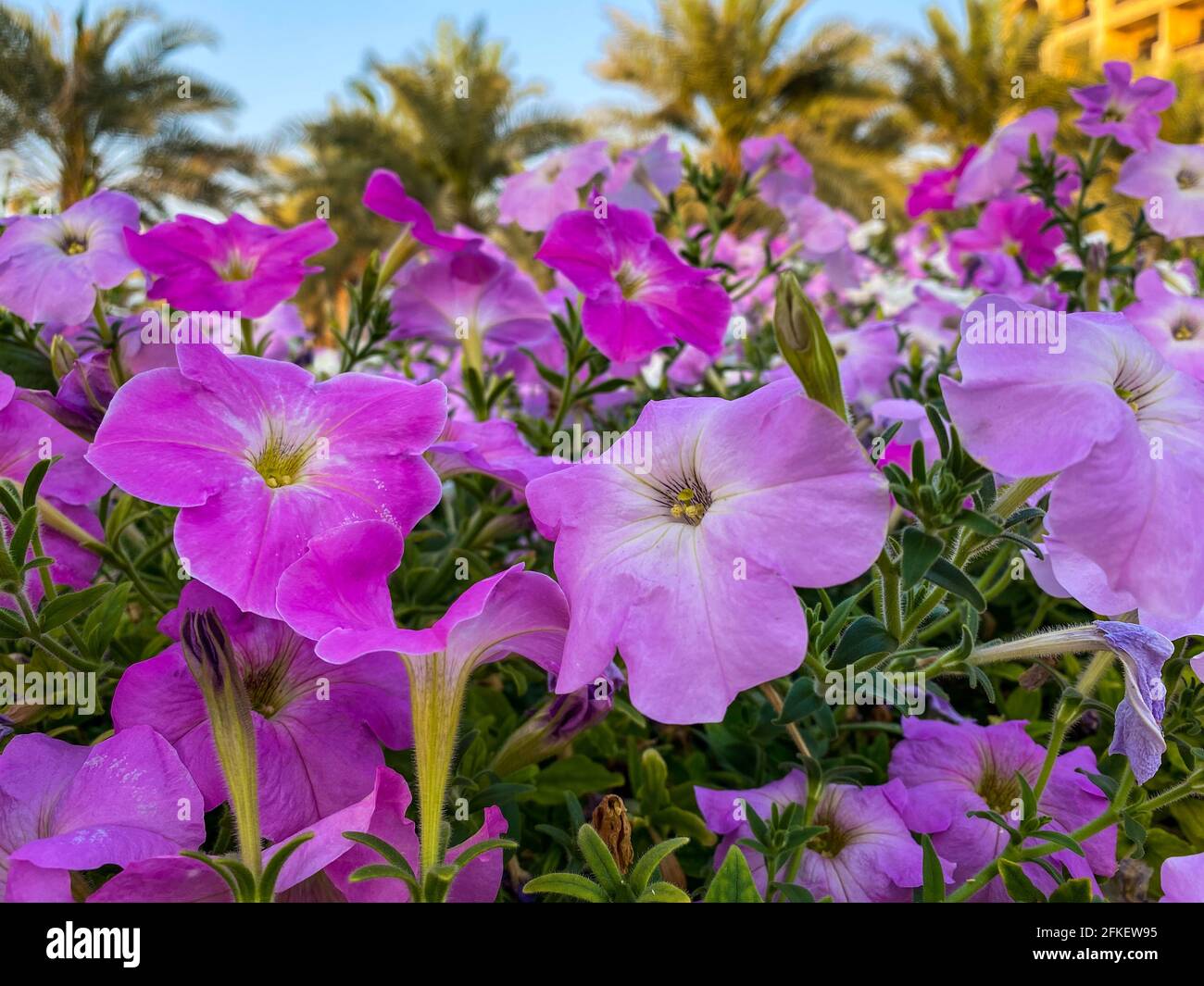 Purple and Pink misty lilac spreading petunia (Petunia hybrida) flowers on a beautiful sunny day. Stock Photo