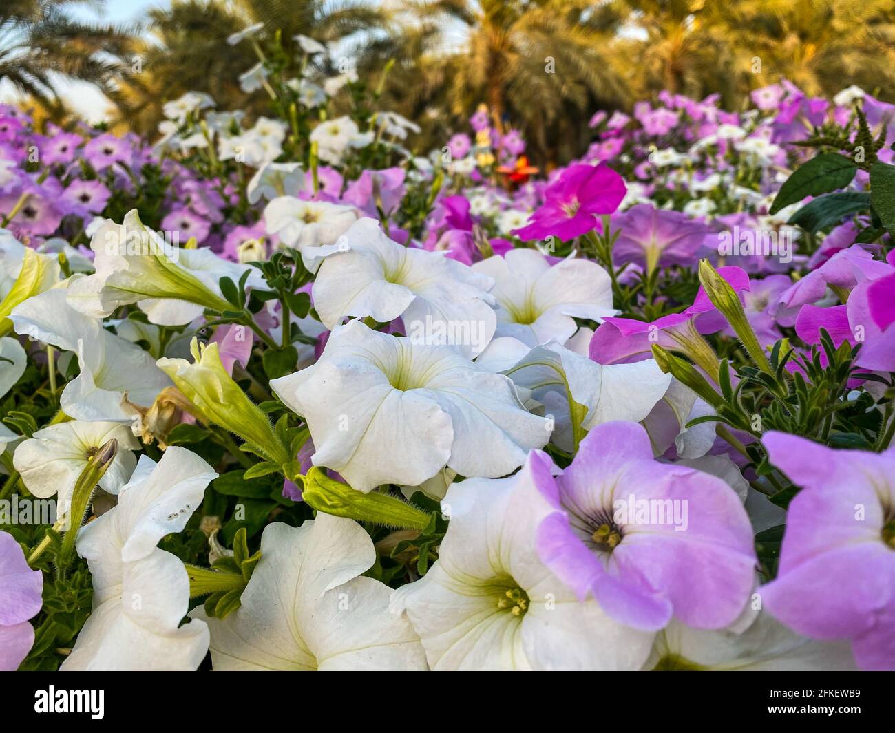 Purple and Pink misty lilac spreading petunia (Petunia hybrida) flowers on a beautiful sunny day. Stock Photo