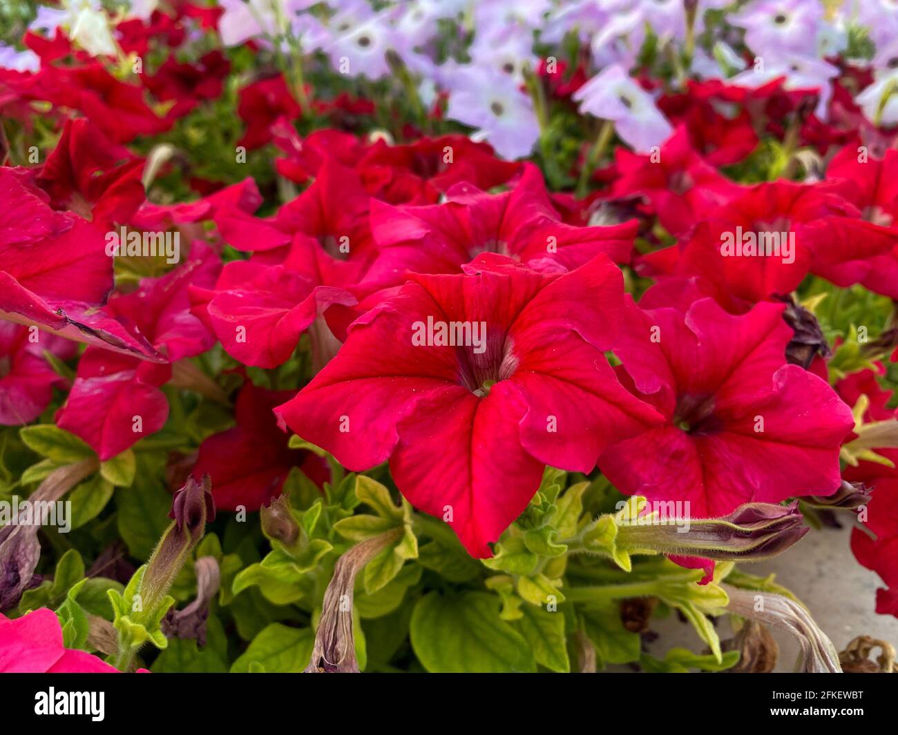 Bright red flower, Wild petunia (ruellia) hybrid close up on a plant in the sunshine. Stock Photo