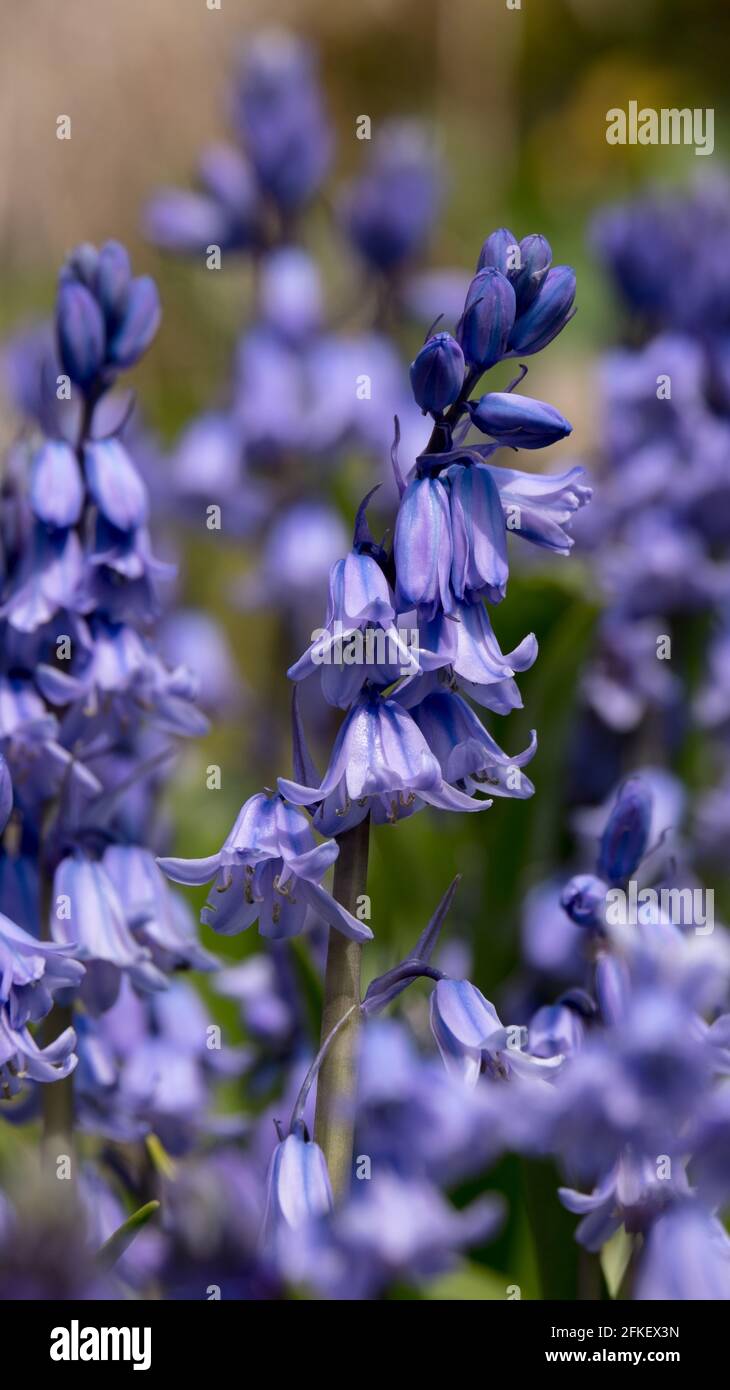Bluebells in an English Woodland Stock Photo - Alamy