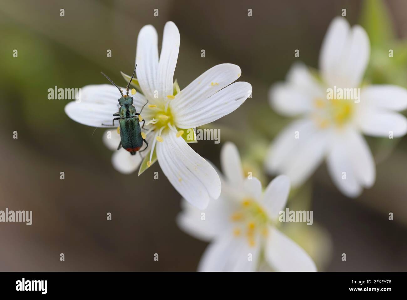 Malachiidae Clanoptilus soft-winged flower beetle foraging on greater Stitchwort Stock Photo
