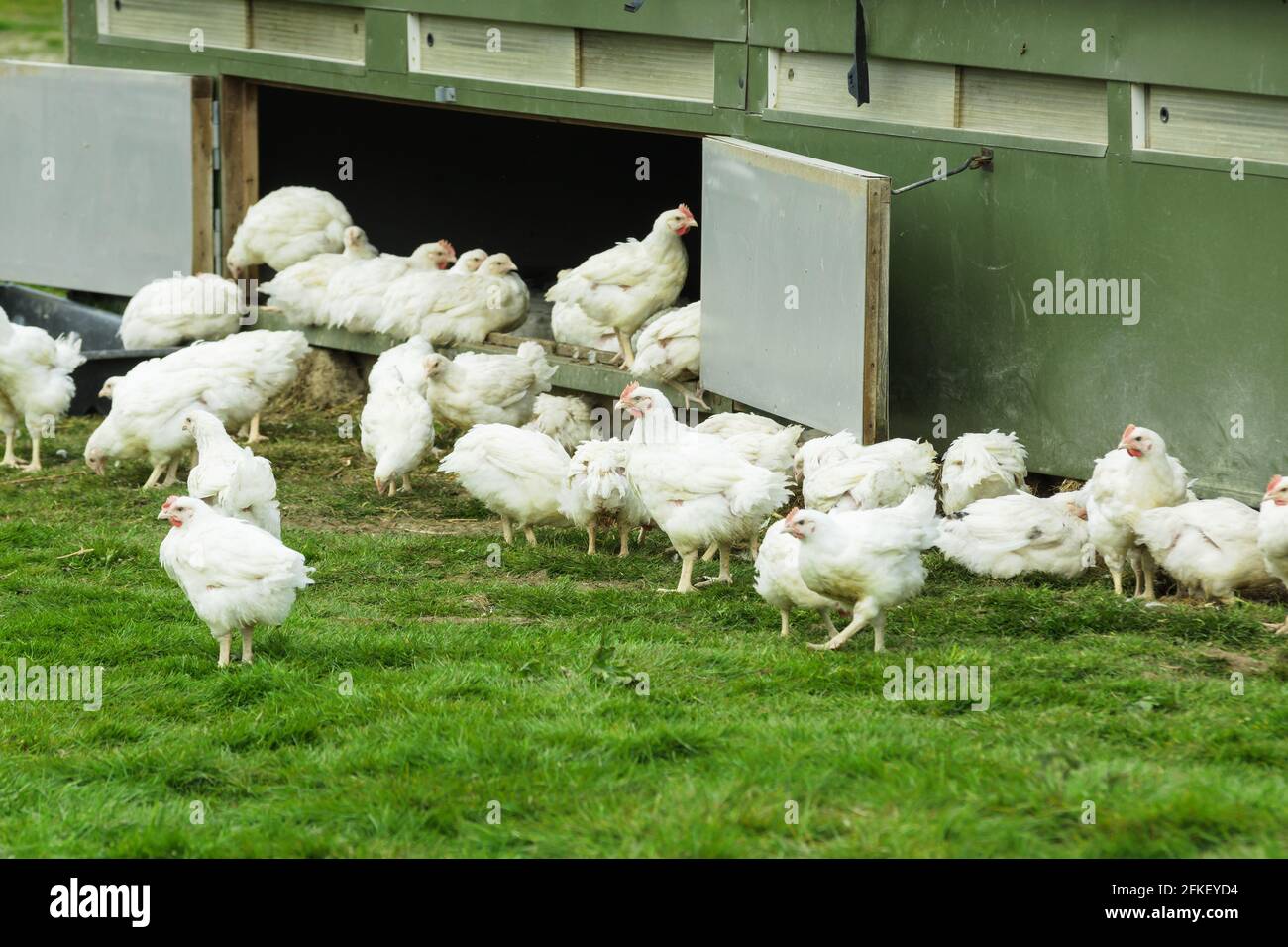 Organic free range chickens being allowed to live a more natural life outdoors and providing a good quality of life on an organic farm in the UK Stock Photo