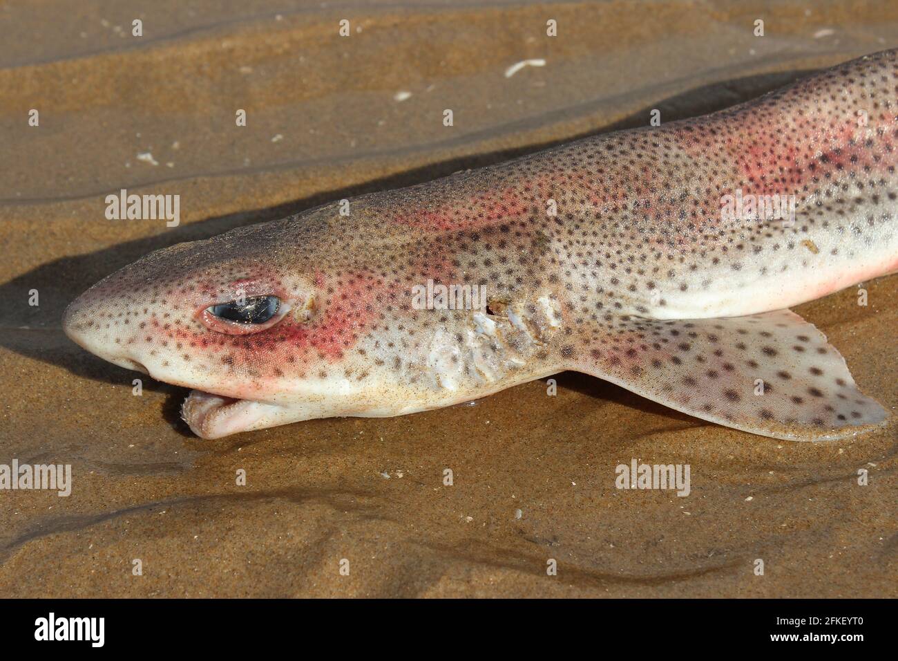 Small-spotted Catshark a.k.a. Lesser Spotted Dogfish (Scyliorhinus canicula), Washed Up Dead On The Beach Near Little Eye, Hilbre Islands, The Wirral Stock Photo