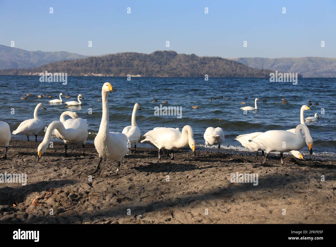 many beautiful white swans standing by a lake in the winter Stock Photo