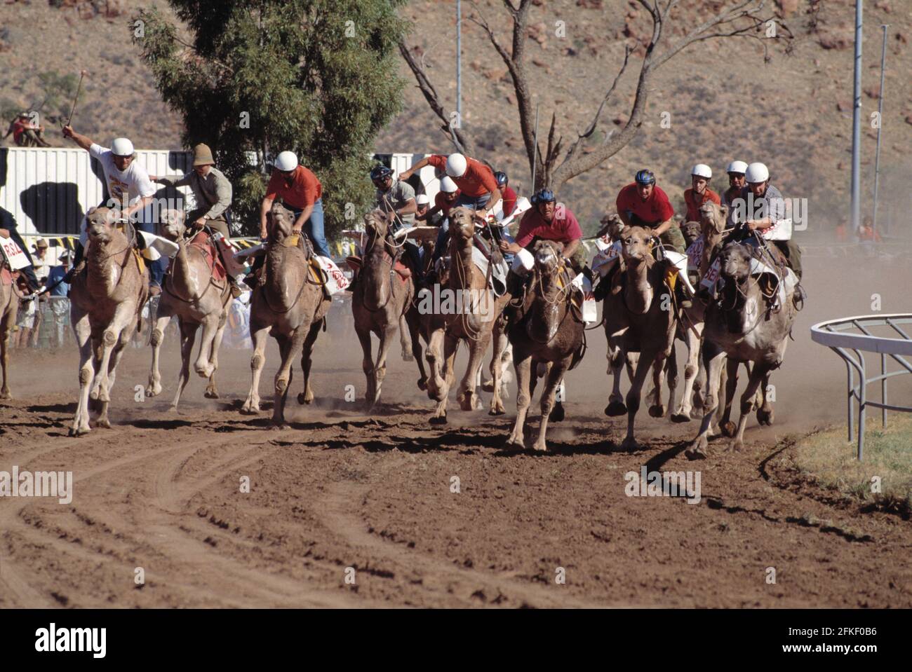 Australia. Northern Territory. Alice Springs region. Camel Cup Races. Stock Photo